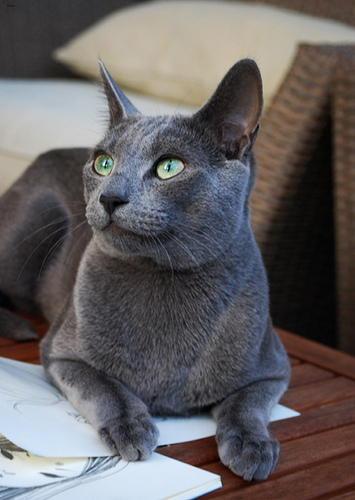 Lost Russian Blue grey named Shadow in Montréal