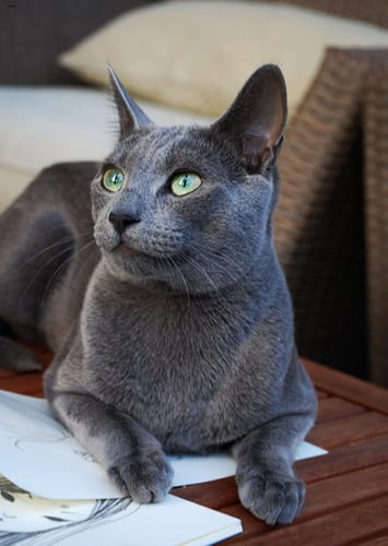 Lost Russian Blue grey named Shadow in Montréal