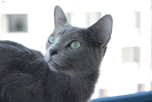 Lost Russian Blue tortoiseshell named Binx in Cornwall