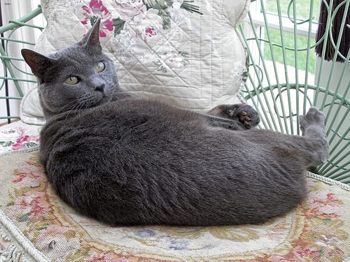 Lost Russian Blue black named Willow in Québec City