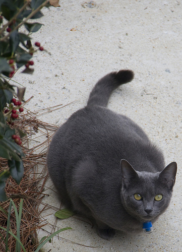 Cleo