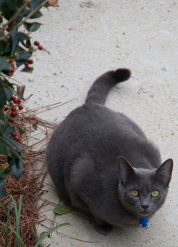 Lost Russian Blue cream named Sophie in Laval