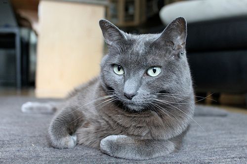 Lost Russian Blue calico named Salem in Toronto