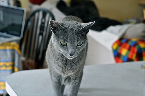 Lost Russian Blue grey tabby named Pumpkin in Bridgewater
