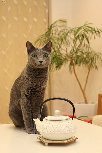 Lost Russian Blue cream named Misty in Mascouche
