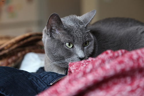 Toby