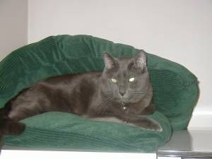 Lost Russian Blue orange tabby named Willow in Salaberry-de-Valleyfield