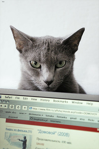 Lost Russian Blue calico named Pumpkin in Kentville