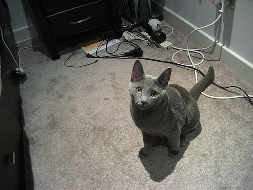 Cleo