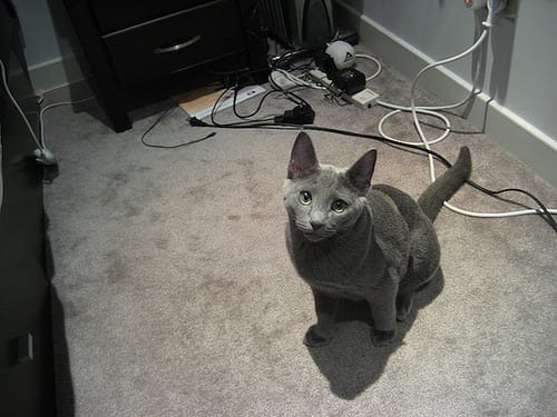 Lost Russian Blue calico named Cleo in London