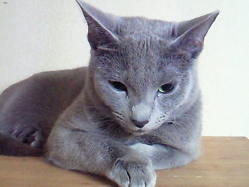 Lost Russian Blue cream named Misty in Calgary