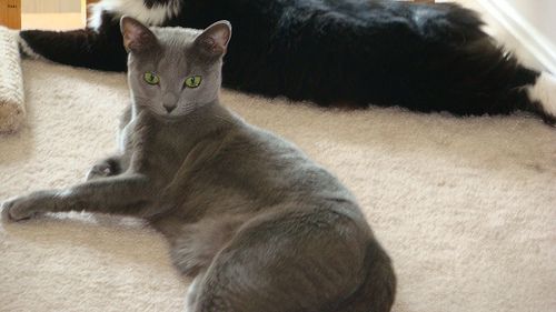 Lost Russian Blue calico named Sophie in Chestermere