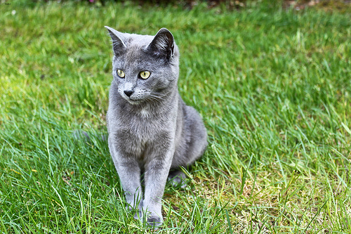 Willow