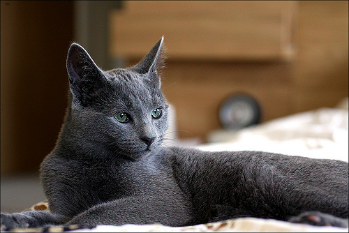 Chloe