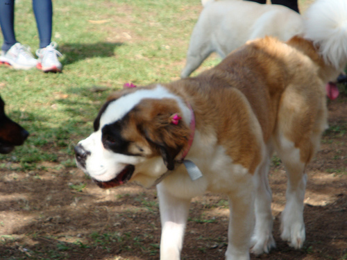 Winston