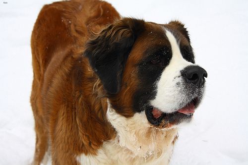 Lost Saint Bernard white named Bear in Campbellton