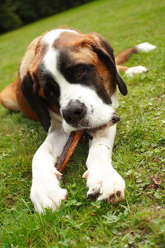 Lost Saint Bernard brown and white named Tucker in Toronto
