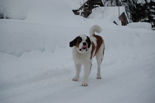 Lost Saint Bernard golden named Bella in Amherst