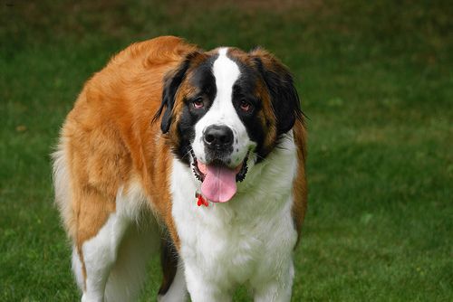 Lost Saint Bernard black named Rocky in Coquitlam