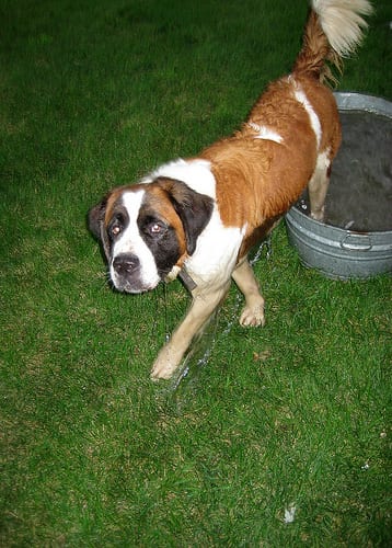 Lost Saint Bernard tan named Bentley in Yellowknife