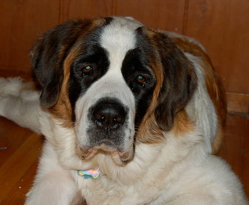 Lost Saint Bernard grey named Bentley in Caledon