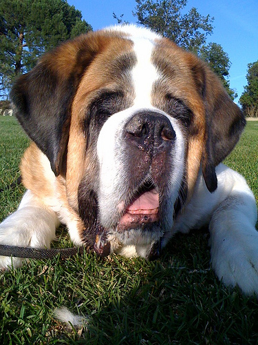 Lost Saint Bernard chocolate named Maggie in Montréal