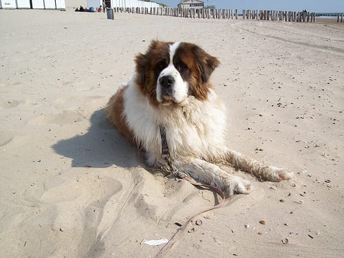 Lost Saint Bernard white named Hank in Rimouski