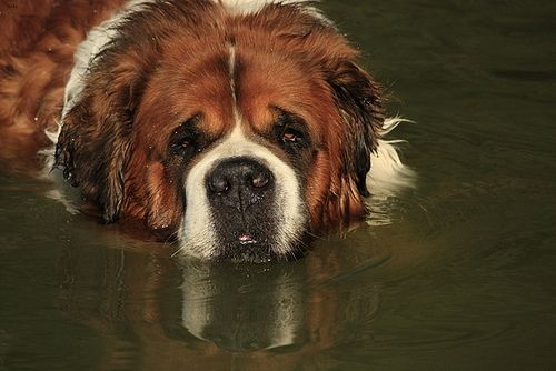 Lost Saint Bernard chocolate named Bella in Selkirk