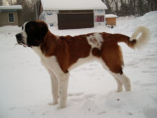 Lost Saint Bernard black named Rocky in Brandon