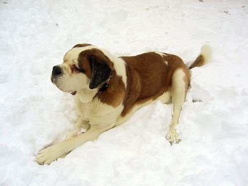 Lost Saint Bernard black and white named Rocky in Bathurst