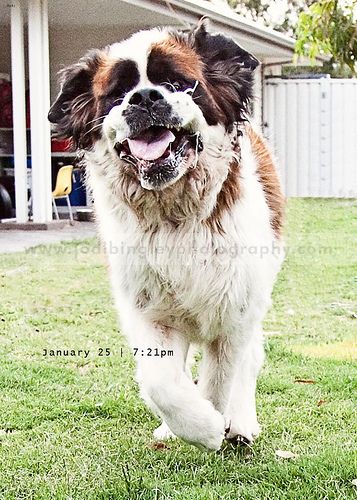 Lost Saint Bernard black named Charlie in Fort St. John