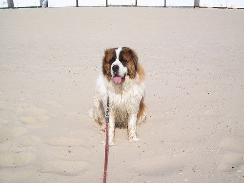 Lost Saint Bernard brown named Daisy in Spruce Grove