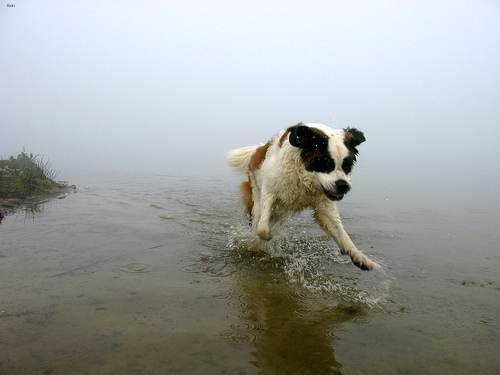 Lost Saint Bernard black and white named Bella in Toronto