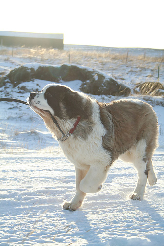 Lost Saint Bernard black and white named Bella in Longueuil