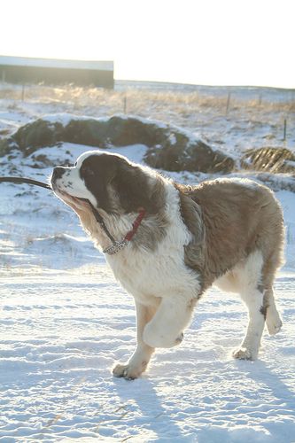 Lost Saint Bernard black and white named Bella in Longueuil