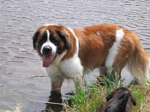 Lost Saint Bernard brown named Maggie in Sherbrooke