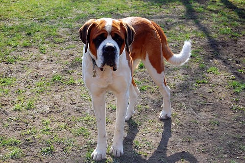 Lost Saint Bernard chocolate named Daisy in Stratford