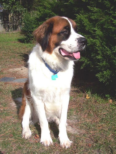 Lost Saint Bernard white named Oliver in Québec City
