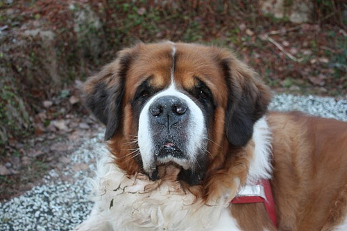 Maggie