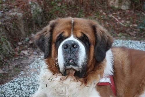 Lost Saint Bernard grey named Maggie in Edmonton