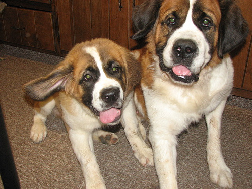 Lost Saint Bernard brown named Molly in Chatham-Kent