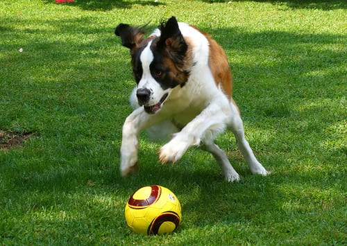 Lost Saint Bernard chocolate named Molly in Brampton