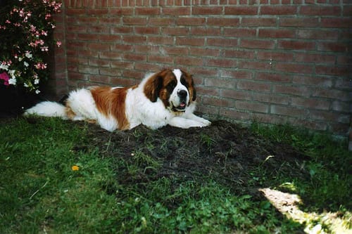 Lost Saint Bernard black named Max in Toronto