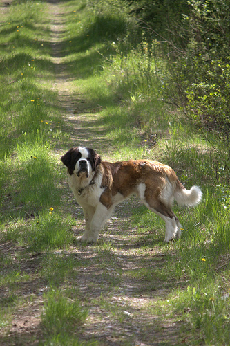 Tucker