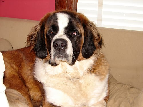 Lost Saint Bernard grey named Buddy in Lévis