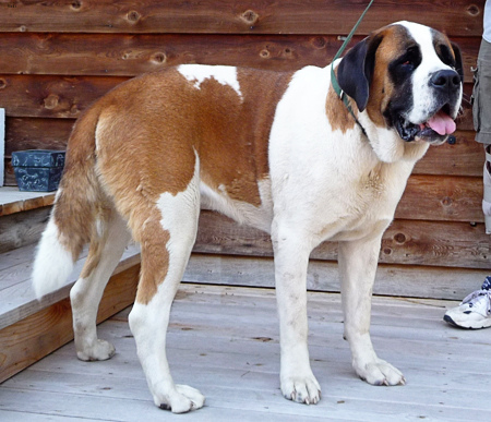 Lost Saint Bernard black named Molly in Calgary
