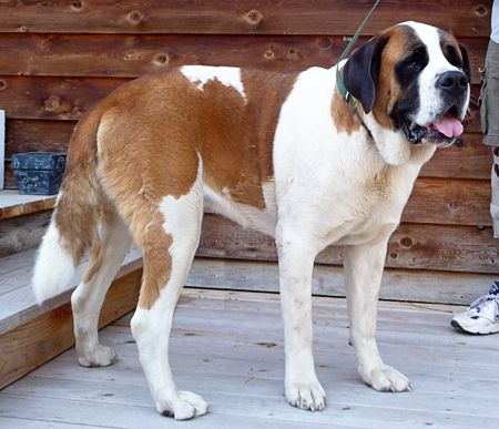 Lost Saint Bernard black named Molly in Calgary
