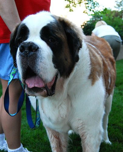 Lost Saint Bernard golden named Cooper in Surrey