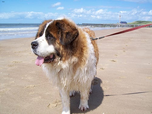 Lost Saint Bernard grey named Winston in Toronto