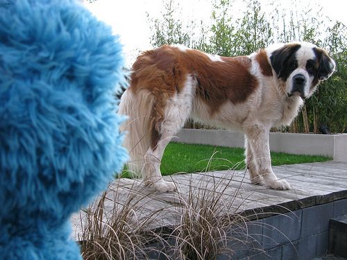 Lost Saint Bernard tan named Bear in Longueuil